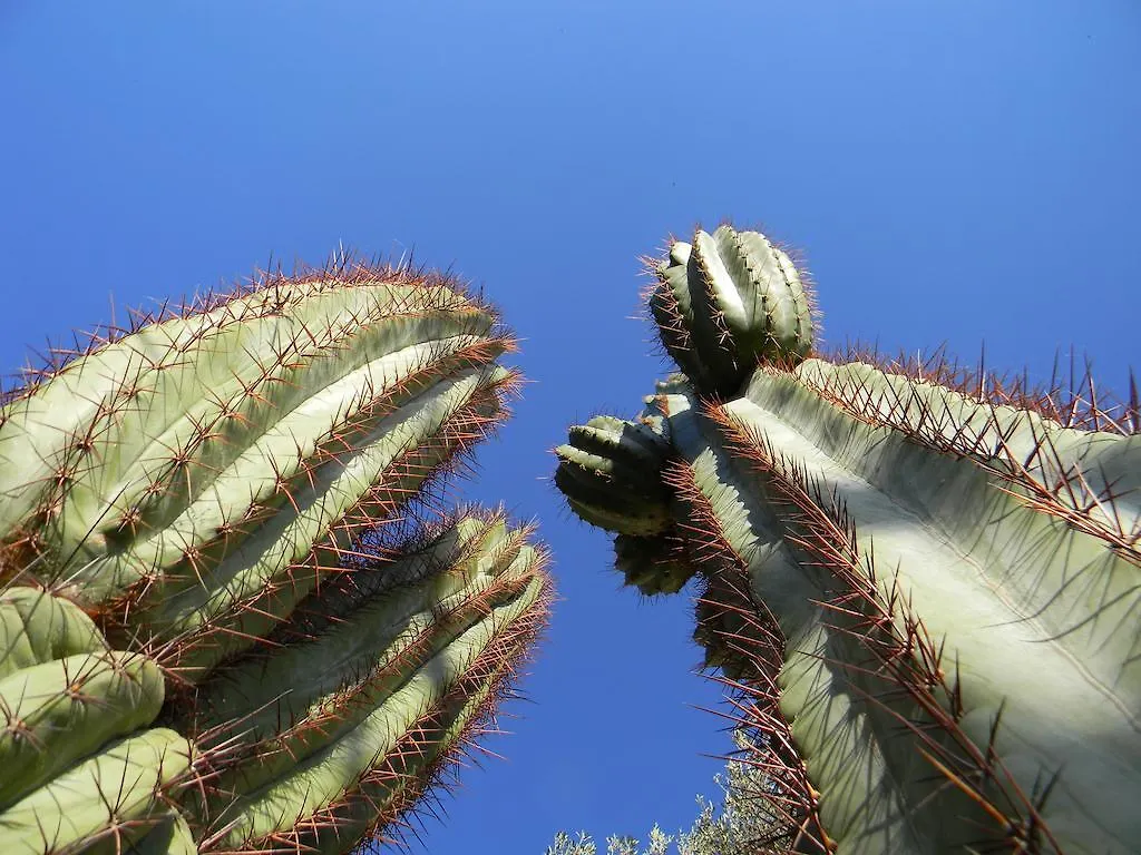 Relais Garden Cactus B&B 0*, Favara